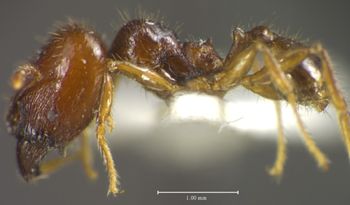 Media type: image;   Entomology 34405 Aspect: habitus lateral view